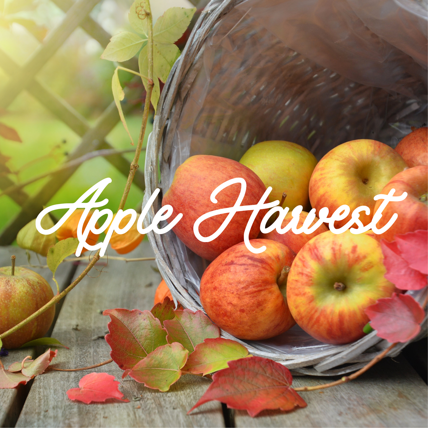 apple harvest natural soy candle with crackling wood wick